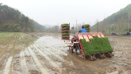 [영상] 봄비 담뿍 내린 들녘에서 이른 모내기 / YTN