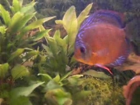 Couple discus : snake skin x turquoise rouge