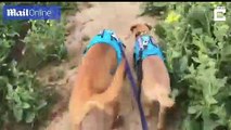 Cachorro cego tem o seu próprio cão-guia para o ajudar