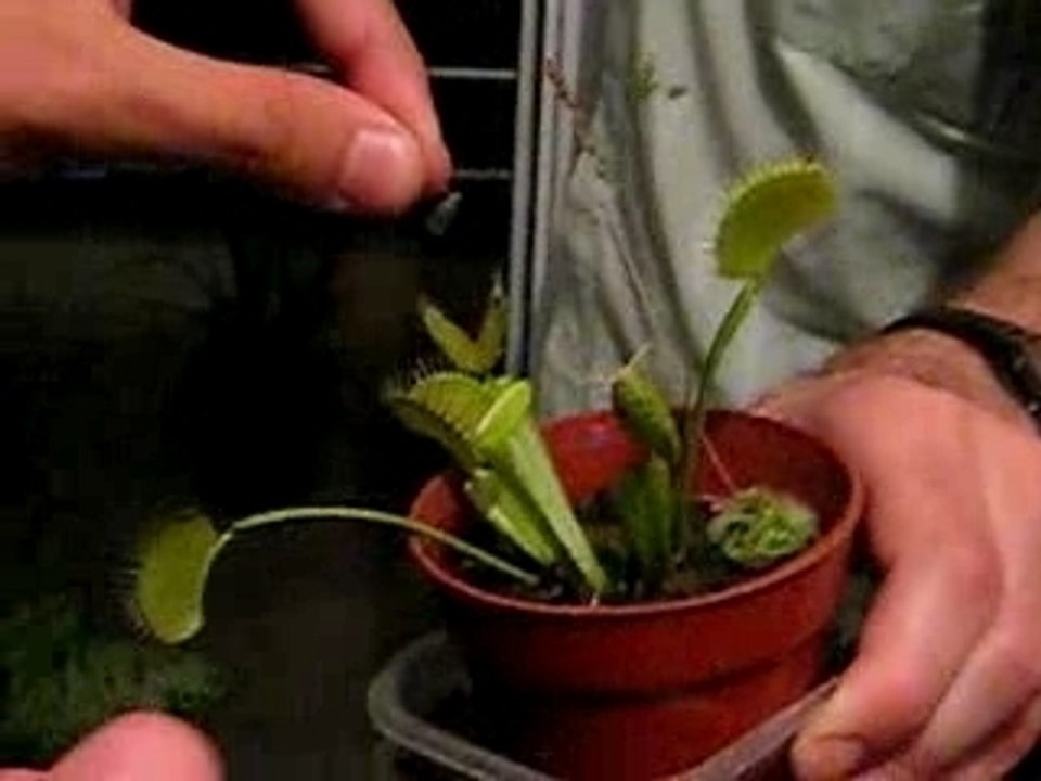 Feeding Odri