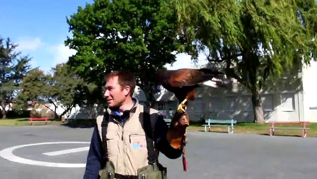 Une opération d'effarouchement au collège de Saint-Martin-de-Ré pour éloigner les goélands
