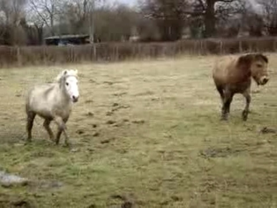 Chevaux en Normandie n°4