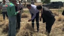 جامعة سوهاج تبدأ موسم حصاد القمح