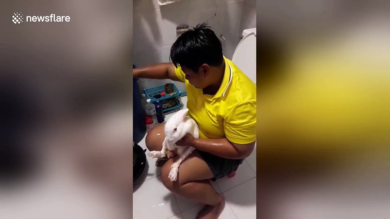 Rabbit gets pampered in the shower with Thai owner