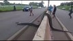 Des brésiliens aident un énorme anaconda à traverser une autoroute