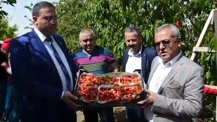 Çukurova'da kiraz hasadı başladı