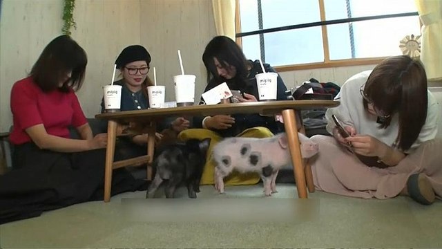 Watch: Teacup pigs take centre stage at Tokyo café