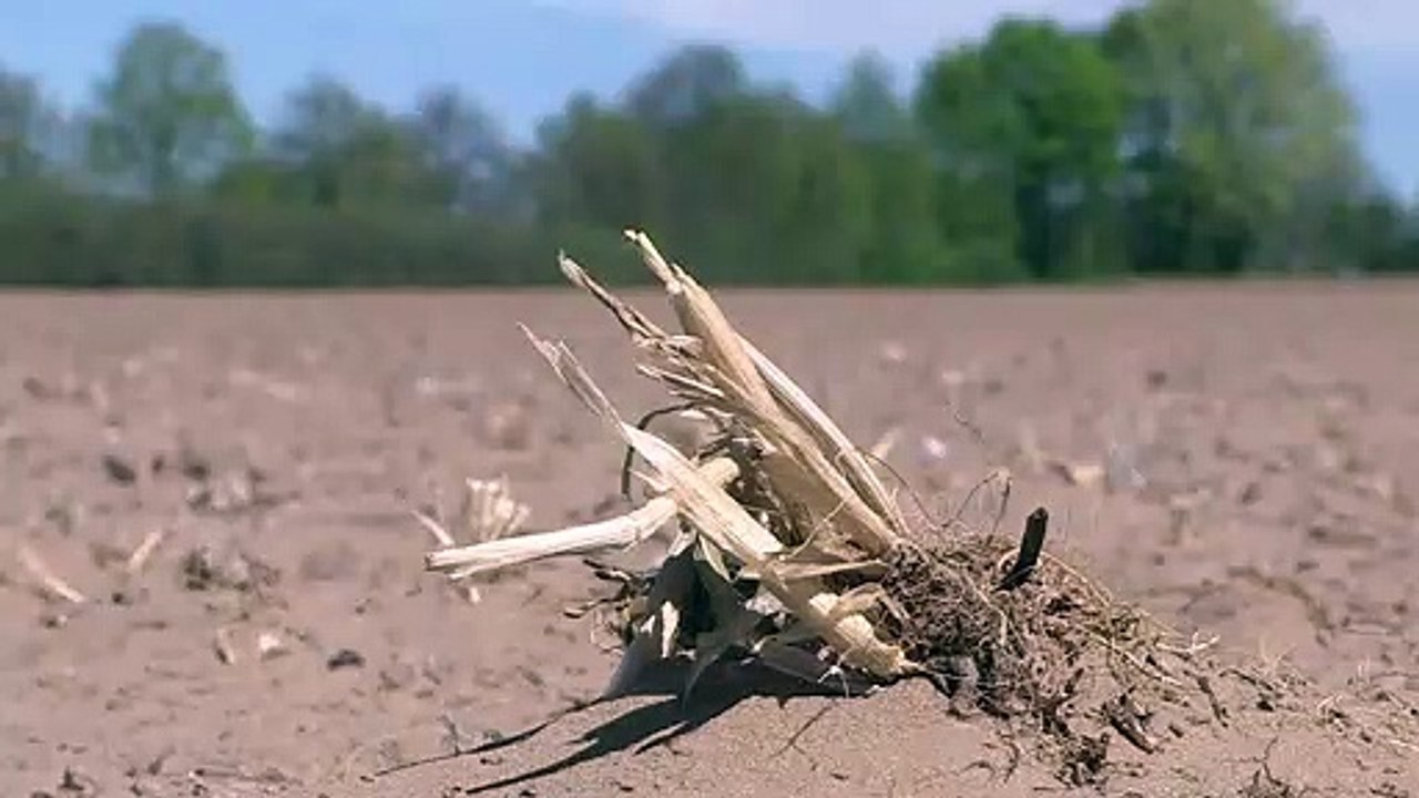 Dürre in Deutschland macht Felder zu Staubwüsten