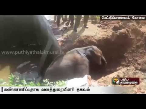 Forest officials rescue elephant from water tank & monitor it to ensure that it rejoins its group