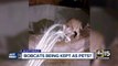 ABC15 looks into reports of Scottsdale man keeping bobcats as pets