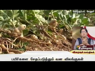 Farmers urge to prevent wild animals entering farm lands in Vellore