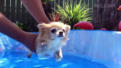 Really great compilation of funniest animals