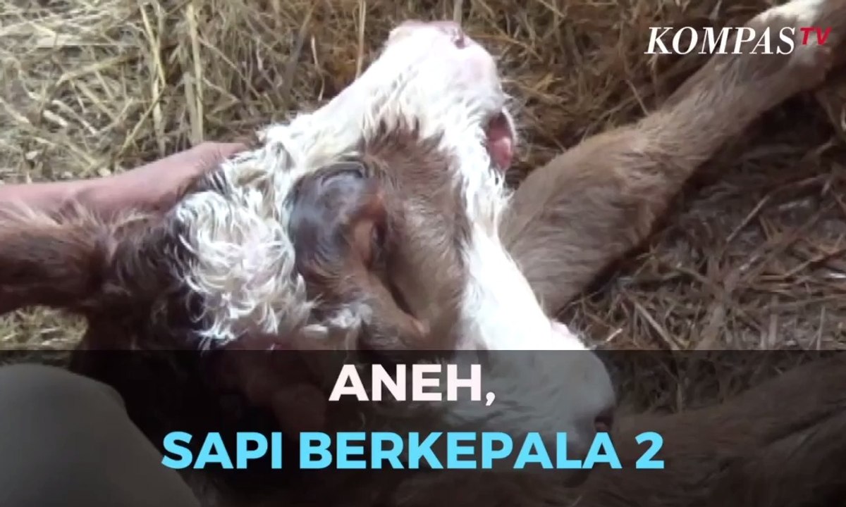 Aneh, Ada Sapi Berkepala Dua