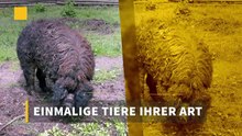 Einmalige Tiere ihrer Art