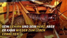 Tiere, die unmöglich zu töten sind