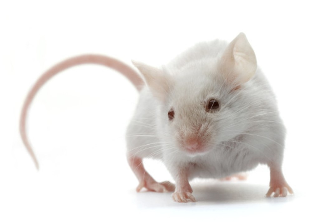 Tiere mit der kürzesten Lebenserwartung