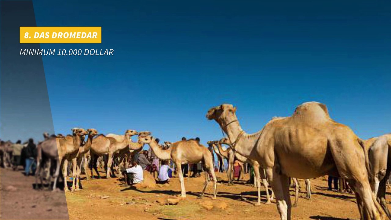 Die teuersten exotischen Tiere