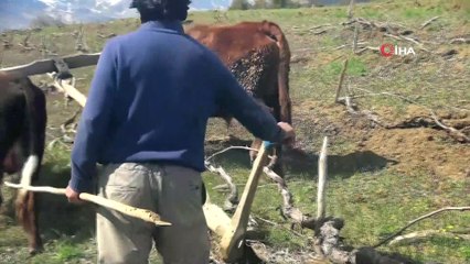 Bahar geldi, çiftçilerin yoğun mesaisi başladı