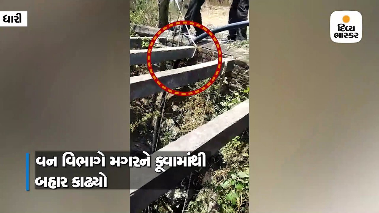 ધારીના તરસિંગડા ગામે વન વિભાગે કૂવામાંથી મગર બહાર કાઢ્યો