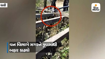 ધારીના તરસિંગડા ગામે વન વિભાગે કૂવામાંથી મગર બહાર કાઢ્યો