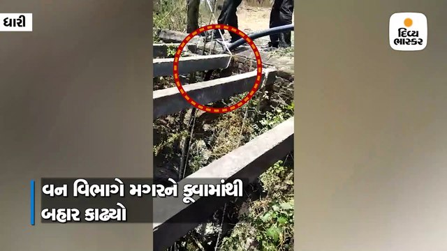 ધારીના તરસિંગડા ગામે વન વિભાગે કૂવામાંથી મગર બહાર કાઢ્યો