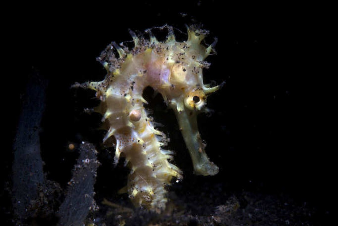 Die langsamsten Tiere der Welt