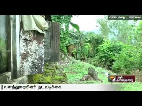 Wild elephant in Valparai chased into the forest area by forest officials with the locals' help