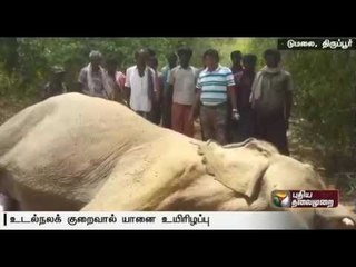 Elephant dies due to illness in Udumalpet - Details