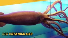 Die größten Meerestiere der Welt