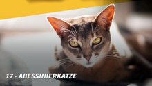 Die beliebtesten Katzenrassen der Deutschen
