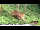 Man succumbs to injuries after elephant attack in Gudalur