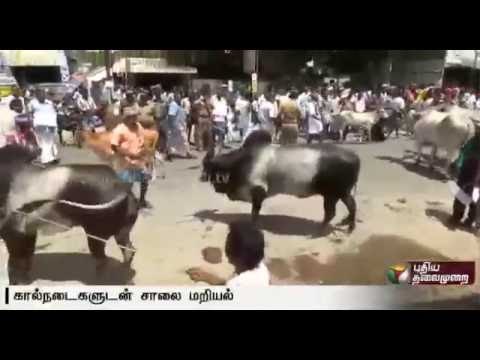 Farmers protest with cattles in Tirupur seeking for more water release : Cauvery dispute