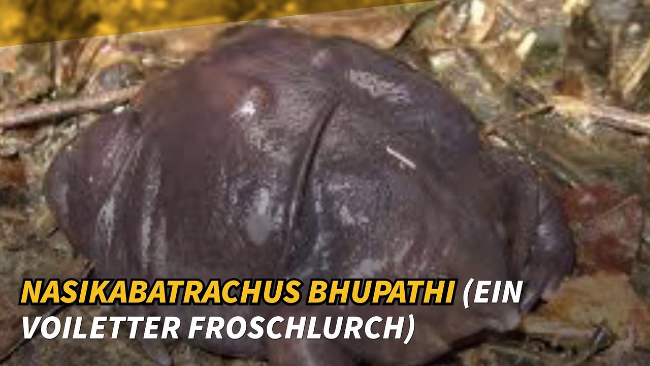 Top 10 der ungewöhnlichen Tiere