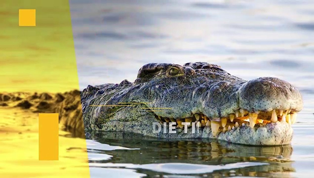 Top 10 Dinge, die Tiere können