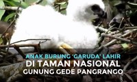 Anak Burung ‘Garuda’ Lahir di Taman Nasional Gunung Gede Pangrango