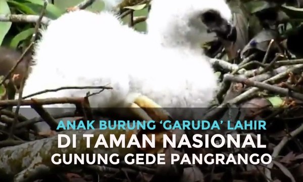 Anak Burung ‘Garuda’ Lahir di Taman Nasional Gunung Gede Pangrango