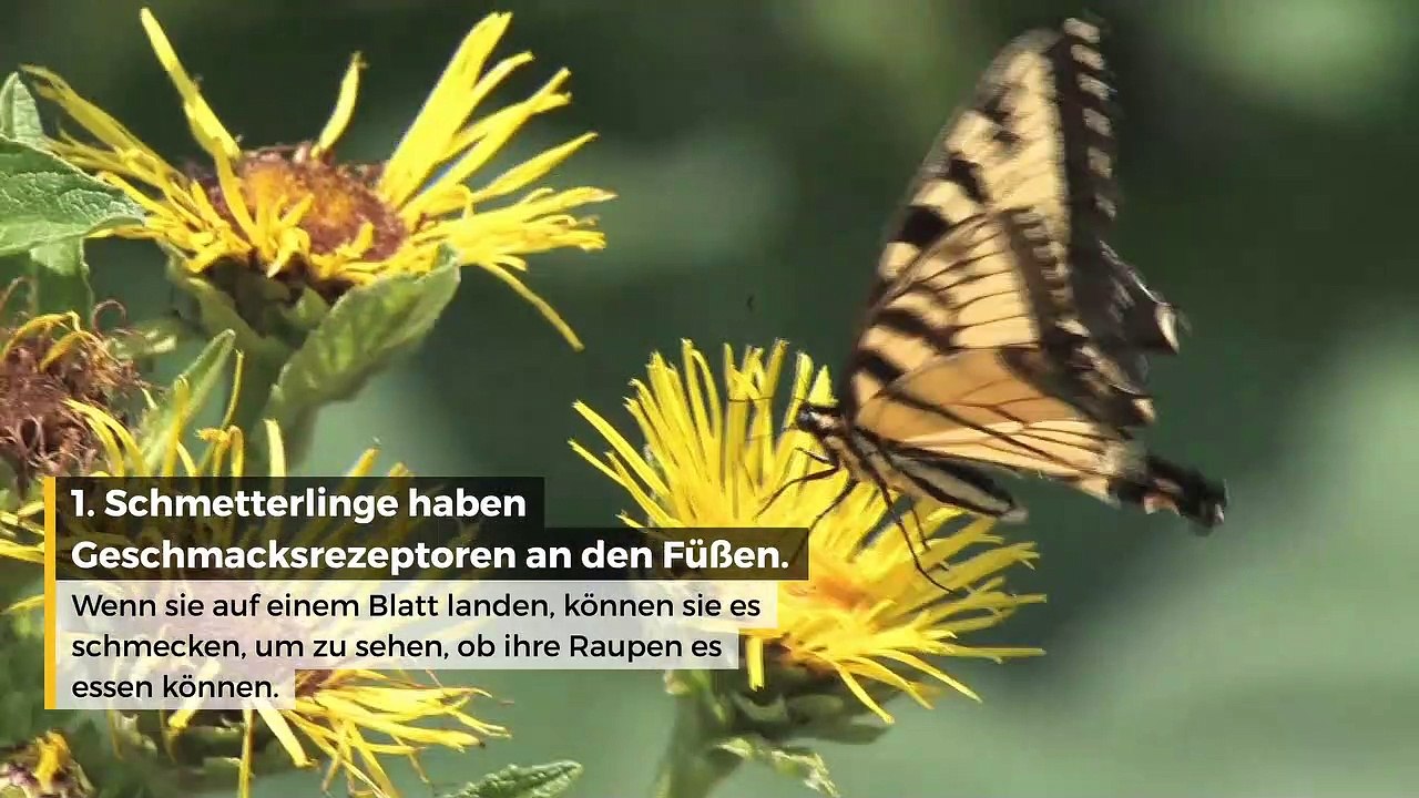 5 überraschende Fakten über Tiere