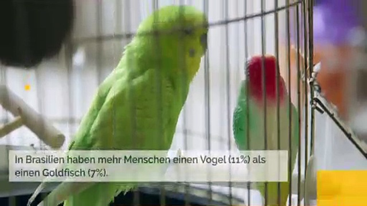 Rangliste der beliebtesten Haustiere der Welt