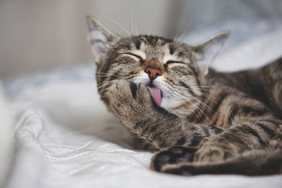 Wie verhindert man die Bildung von Haarballen bei Katzen?