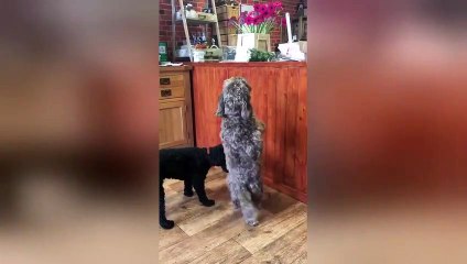 Dog dances the 'Cha-cha-cha' to get treats