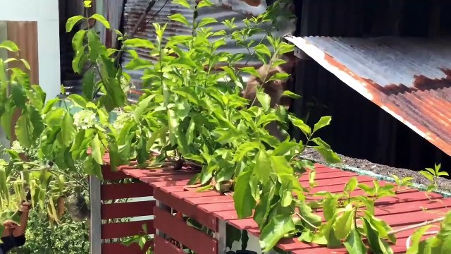 Monkey rescued after getting electrocuted while raiding homes in search for food