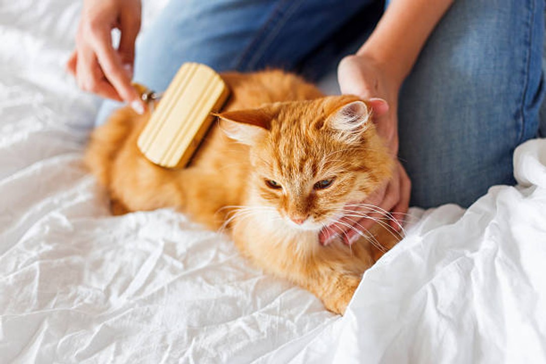 Wie pflegt man das Fell seiner Katze?