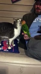 Bird Helps Three-Legged Cat Scratch