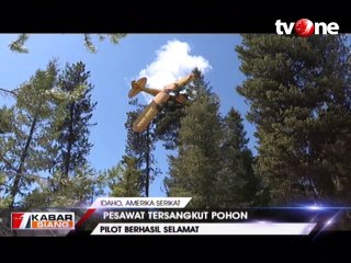 Pesawat Nyangkut di Atas Pohon, Pilot Selamat
