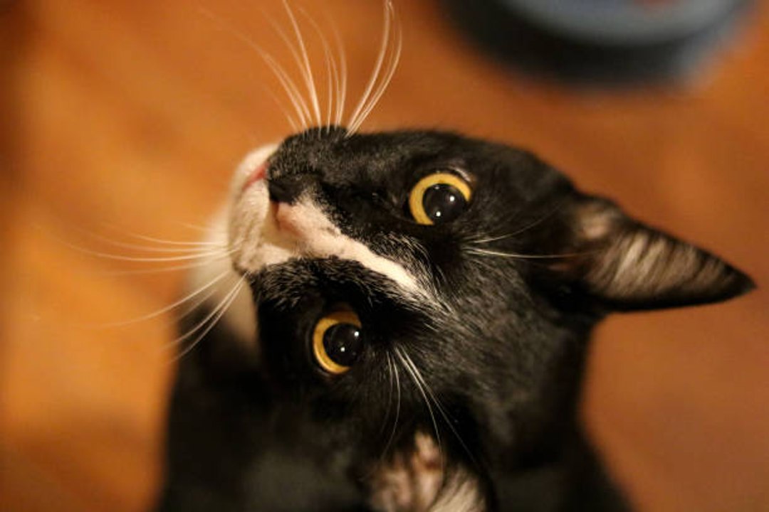 Katzenschnurrhaare: ein essentielles Sinnesorgan