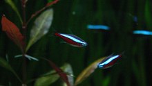 Welche Fische für mein Aquarium?