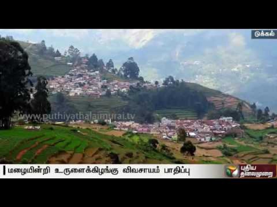 Lack of rain affects healthy growth of potato ; farmers worried at the poor returns
