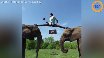 Il dunke, propulsé par des éléphants !