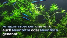 Alles über Neonsalmler