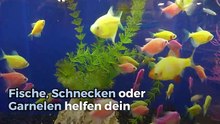 Alles über Putzer